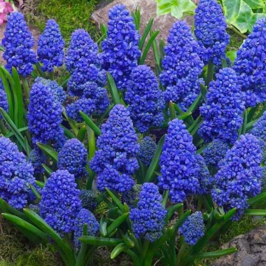 Мускари  Blue Spike