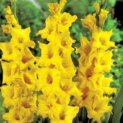 Гладиолус Limoncello