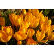 Крокус Golden Yellow