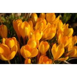 Крокус Golden Yellow