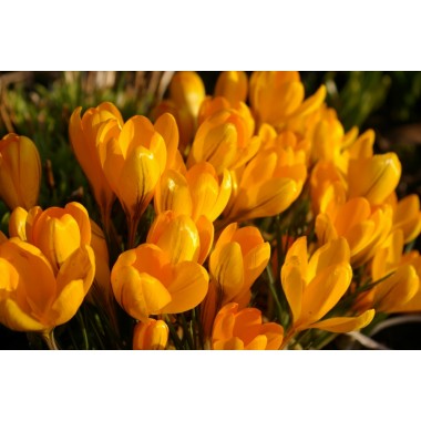 Крокус Golden Yellow