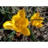 Крокус Golden Yellow