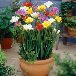 Фрезия Mixed double garden