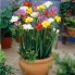 Фрезия Mixed double garden