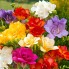 Фрезия Mixed double garden