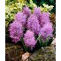 Мускари Plumosum