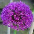 Лук декоративный Purple Sensation