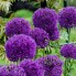 Лук декоративный Purple Sensation