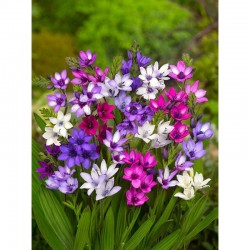Бабиана Kew hybrids смесь