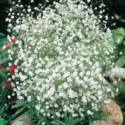 Гипсофила White