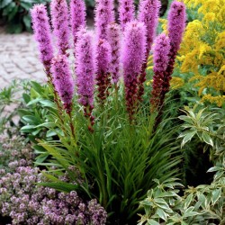 Лиатрис spicata