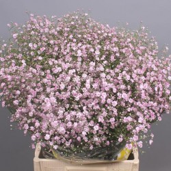 Гипсофила Pink