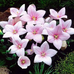 Ширококолокольчик Shell Pink