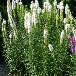 Лиатрис spicata Alba