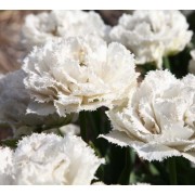 Тюльпан Snow Crystal