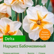 Нарцисс Бабочковидный (butterfly) Delta