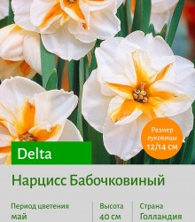 Нарцисс Бабочковидный (butterfly) Delta