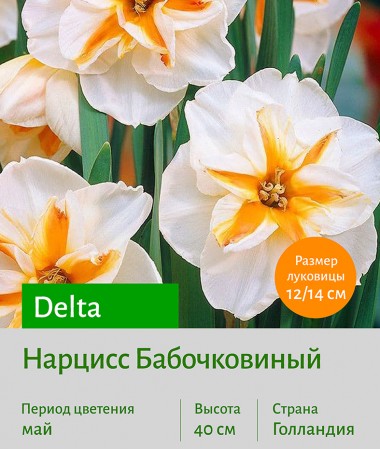 Нарцисс Бабочковидный (butterfly) Delta