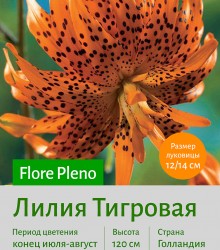  Тигровая лилия Flore Pleno