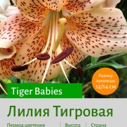  Тигровая лилия Tiger Babies