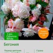 Бегония Casc. Odorosa White Blush