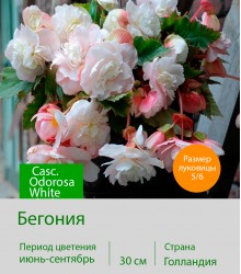 Бегония Casc. Odorosa White Blush Бегония Casc. Odorosa White Blush