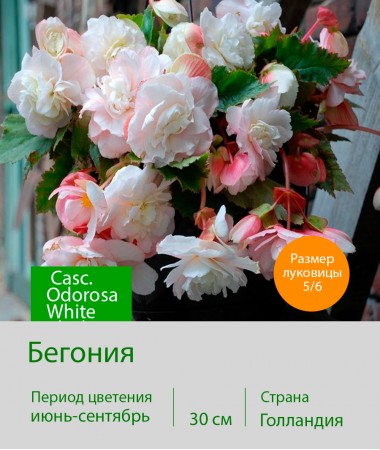 Бегония Casc. Odorosa White Blush