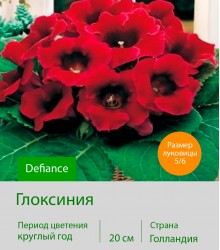 Глоксиния Defiance Глоксиния Defiance