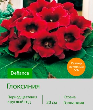 Глоксиния Defiance