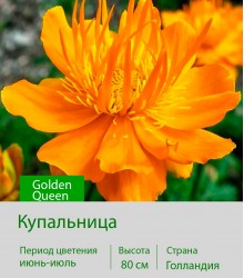 Купальница Golden Queen