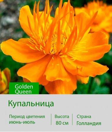 Купальница Golden Queen