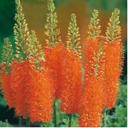 Эремурус Cleopatra Эремурус Cleopatra