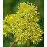 Василистник flavum supsp. glaucum