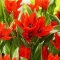 Тюльпаны превосходящие  (1)