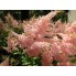 Астильба Peach Blossom