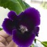 Глоксиния Violacea