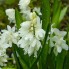 Пушкиния libanotica Alba