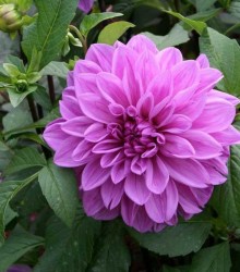 Георгина Lilac Bull Георгина Lilac Bull