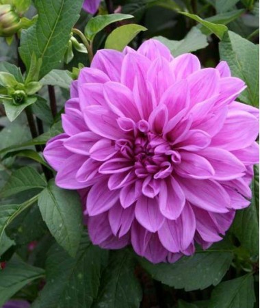 Георгина Lilac Bull Георгина Lilac Bull