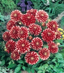 Георгина Little Tiger Георгина Little Tiger