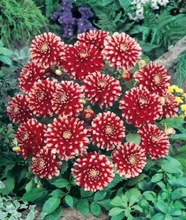 Георгина Little Tiger Георгина Little Tiger