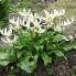 Кандык White Beauty