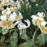 Кандык White Beauty