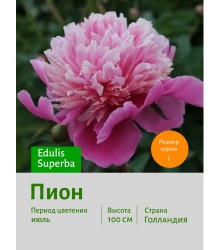 Пион Baroness Schroeder