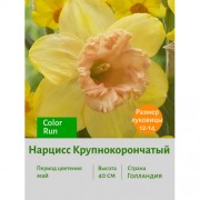 Нарцисс Крупнокорончатый Color Run