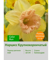 Нарцисс Крупнокорончатый Color Run