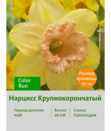 Нарцисс Крупнокорончатый Color Run