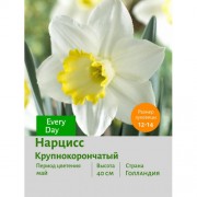 Нарцисс Крупнокорончатый Every Day