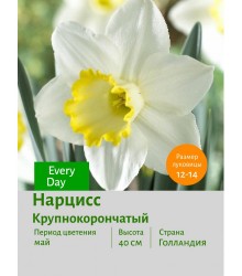 Нарцисс Крупнокорончатый Every Day