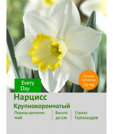 Нарцисс Крупнокорончатый Every Day